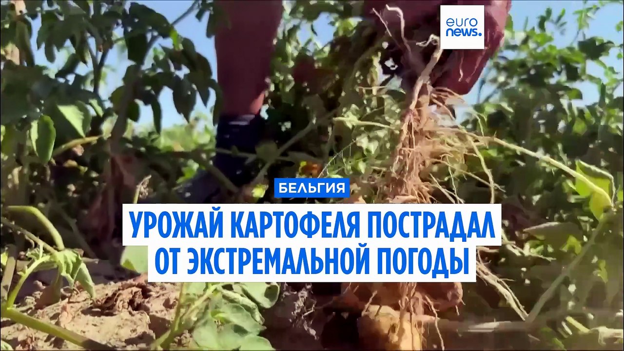 Бельгийской картошке фри грозит дефицит: жара уменьшила размер клубней