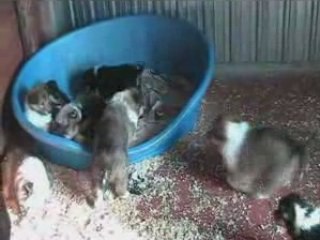 Cuccioli di Rough Collies - Perla di Fiume