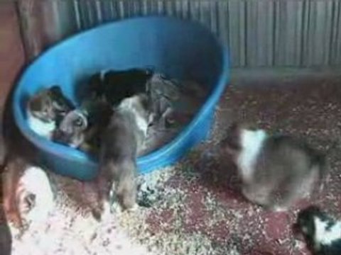 Cuccioli di Rough Collies - Perla di Fiume