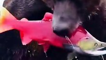 Alaska brown bears eat only the best parts of salmon—then abandon the rest! 🐻🐟 #WildlifeFacts #AlaskaWild