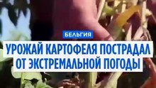 Бельгийской картошке фри грозит дефицит: жара уменьшила размер клубней