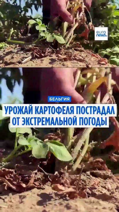 Бельгийской картошке фри грозит дефицит: жара уменьшила размер клубней