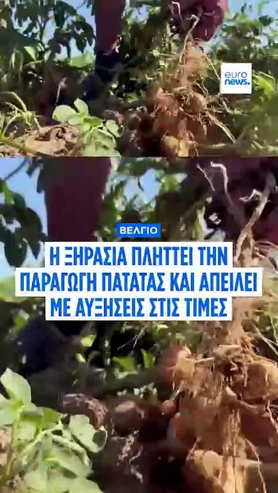 Βέλγιο: Η ξηρασία πλήττει την παραγωγή πατάτας και απειλεί με αυξήσεις στις τιμές της τηγανητής πατάτας