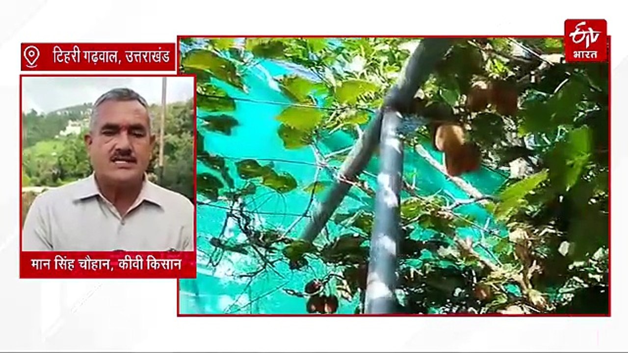 देश सेवा के बाद 'कीवी मैन' बने मान सिंह, 4 पौधों से शुरू किया सफर, आज कमाई के साथ दे रहे रोजगार