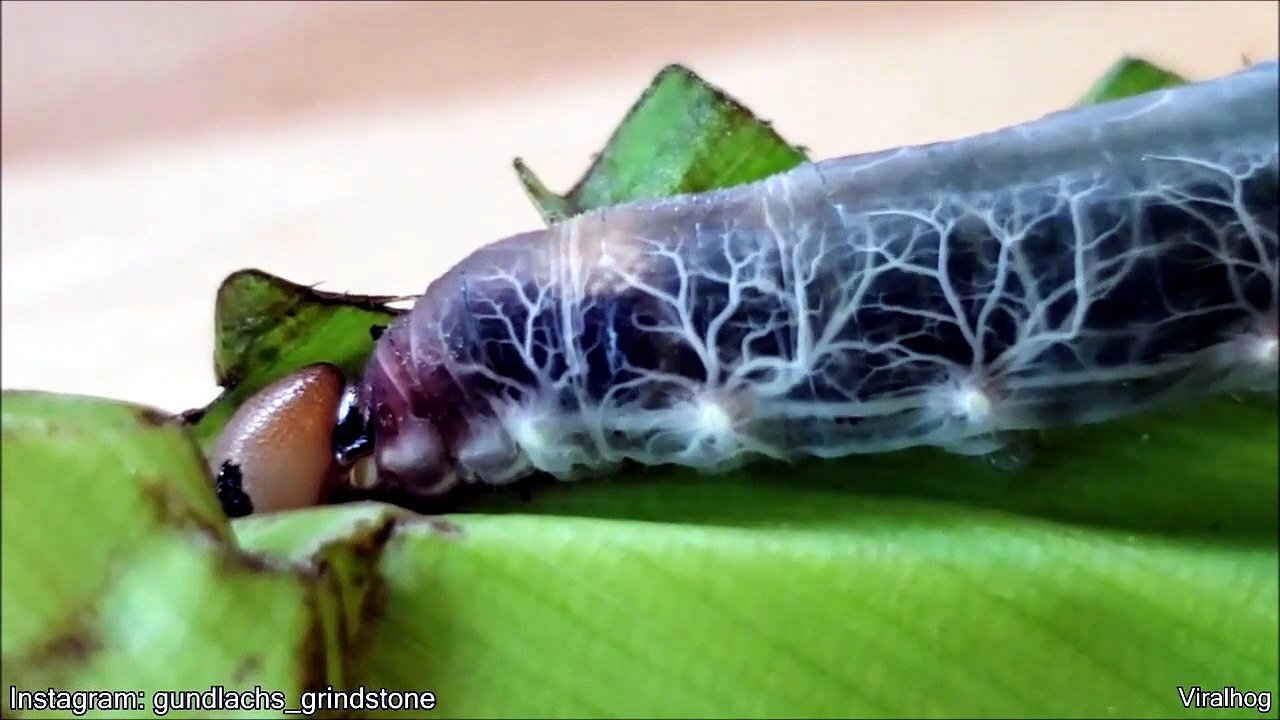 Une chenille transparente et magnifique