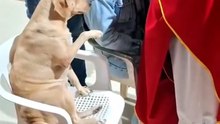 Perrito conmueve al orar justo al sacerdote por una mujer