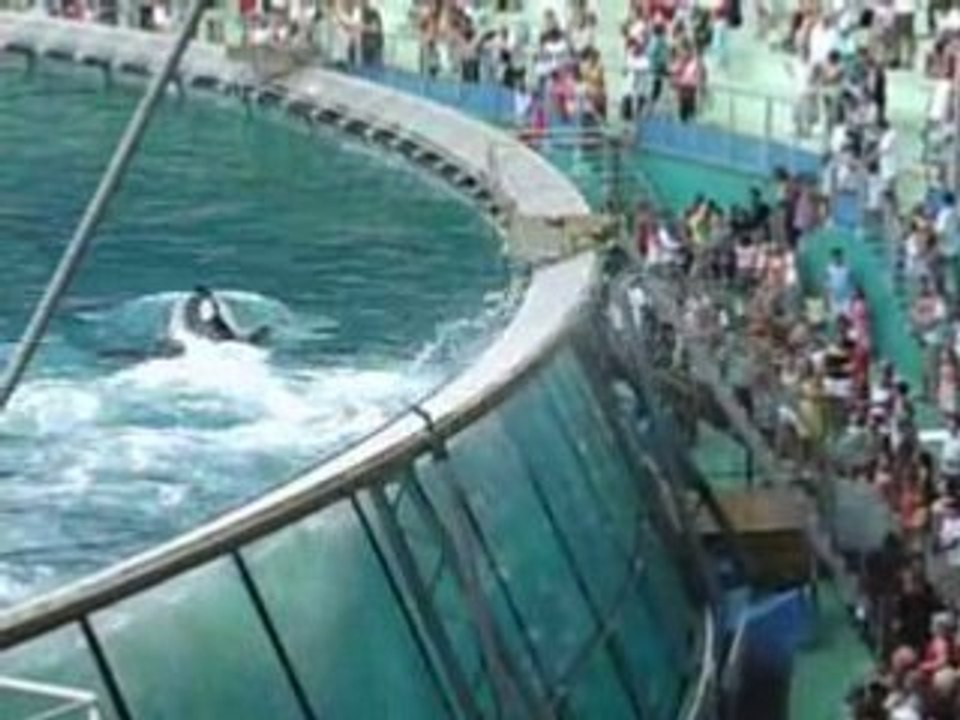 Marineland, les orques