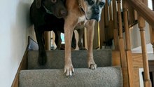 He's the reason the old boy still comes downstairs at all 🥹🐾