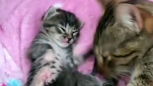 Esse mistério sobre gatos eu não sabia