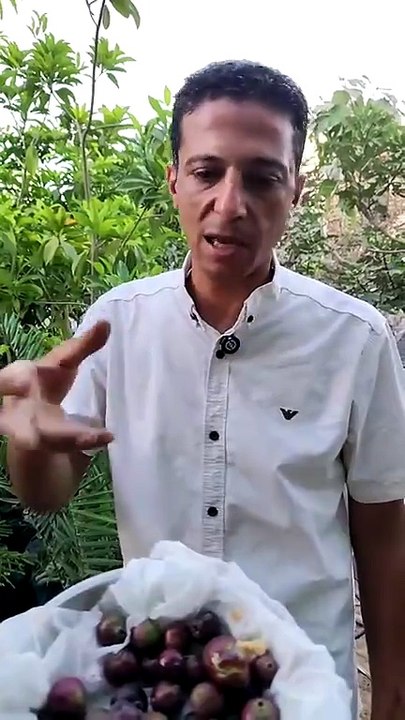 شجرة معمرة تنتج 60 كيلو ثمار.. أسرار "الجوافة الفرنسية" ذات المذاق المميز بالشرقية