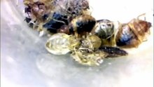 what attracts bed bugs to your house