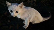 Ukrainian Rescuers Stop For Tiny Kitten At Night