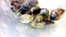 are bed bugs dangerous to cats