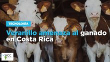 Veranillo amenaza al ganado en Costa Rica