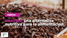 Insectos: una alternativa nutritiva para la alimentación
