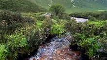 life with this 10-hour relaxing nature soundscape