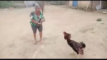 vovó lascou a vassoura no galo brabo😂😂