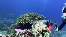 The octopus: nine brains, three hearts, one alien mind. 🐙🌊 #Octopus #WildlifeVideo #Nature #AnimalFacts #OceanLife