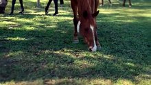 Horses: power, speed, and intelligence in motion. 🐴💨 #Horse #WildlifeVideo #Nature #AnimalFacts #NatureLovers