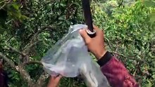 Kekayaan Alam dalam Setetes Madu