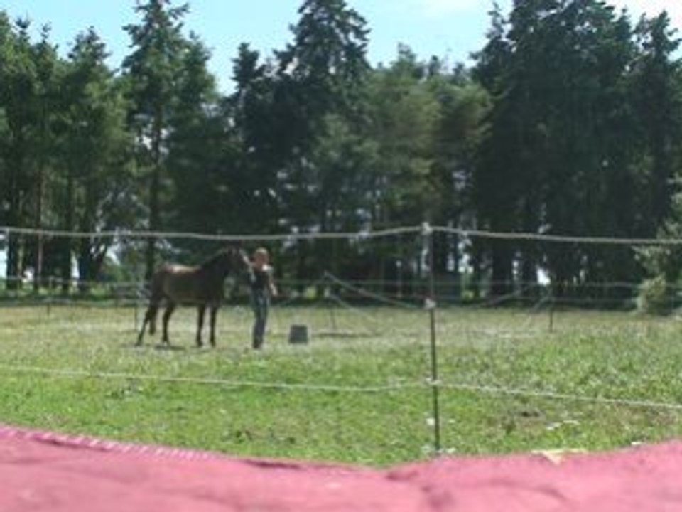 Quenzo éthologie 17/07 (1)