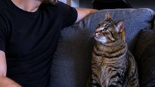 Gato e dono compartilha carinho