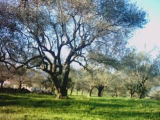 Tighri n yemma - Matoub Lounes