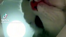 Cute cat