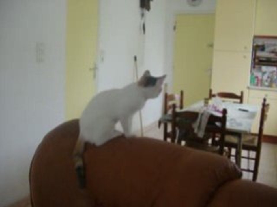 Tease && les mouches une grande histoire d'amour