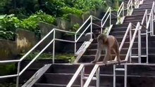 Crazy Monkeys