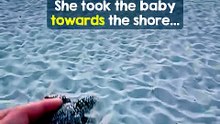 This Baby Turtle's Rescue Will Melt Your Heart! 🥹🐢❤️#SeaTurtle #BabyTurtle #TurtleRescue #AnimalRescue #WildlifeRescue #SaveTheTurtles #MarineLife #OceanLife #Wildlife #AnimalLovers #Nature #Heartwarming #RescueStory #YouTubeShorts #Shorts #ViralShorts