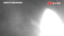 拍到了！名間焚化爐預定地驚見獨眼石虎 自救會要求全面停工