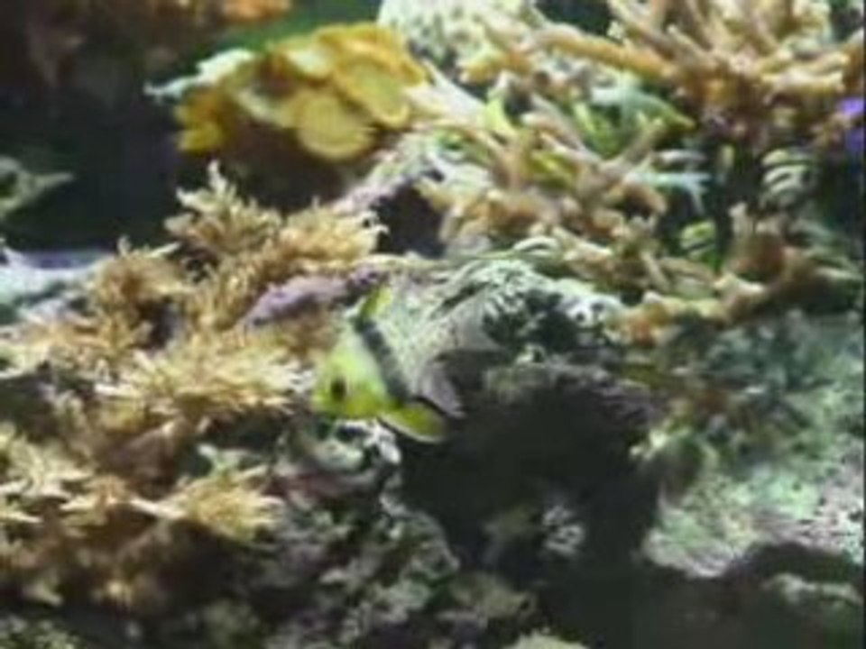 Aquarium