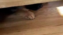 Funny German Shepherd dogs 🐕🐕🐕#puppy#cutepupies😍😍😍#shortvedio#funyvedio#