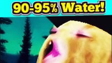 "Beer Is 95% Water!" — Peanut Proved Cloakzy WRONG on Google 😭💀