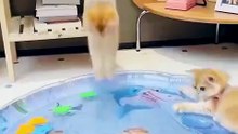 Summer Cooling Pet Water Bed 🐾