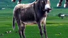 SpinningMule - #funnyanimals #pets #fyp #SpinningMule