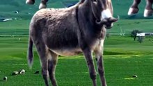 SpinningMule - #funnyanimals #pets #fyp #SpinningMule