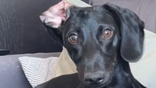 The Hungry Dog Hears “FOOD,” Then Suddenly Comes RUNNING