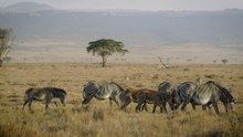 A closer look at how to tell the three zebra species apart
