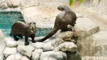Blind giant otter adapts to a new environment with help from a female companion