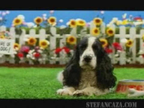 Pub radio Magic (Angleterre) : une radio qui a du chien