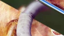 What Happens If You Cut Off A Cow Horn.