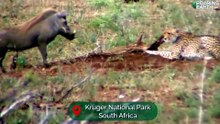 Warthog vs. Cheetah: Rare Face-Off🐗🐆 A rare confrontation between cheetah and warthog caught on camera in South Africa's Kruger National Park