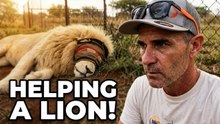 LION Needs HUMAN Help! | The Lion Whisperer