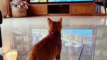 funny #cat #funny #viral