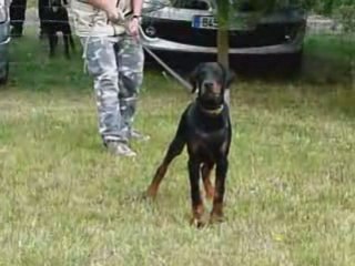 Daicko 3 mois aboiement