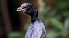 Perfectly poised in the wild 🐦#Cormorant #Wildlife #WildSideDaily #BirdWatching #Nature