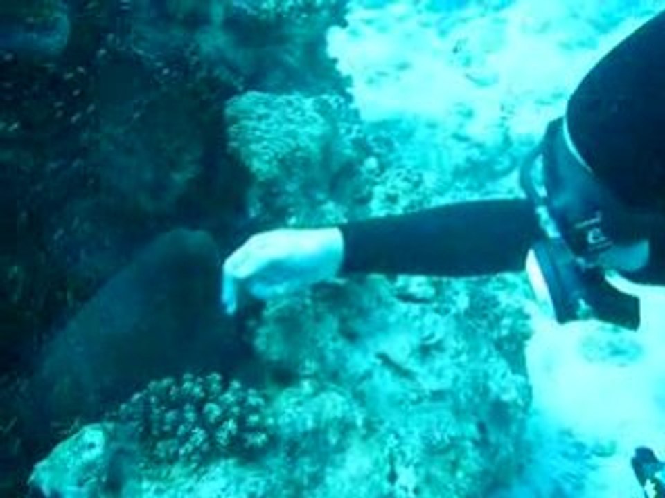 Muräne ganz schmusig