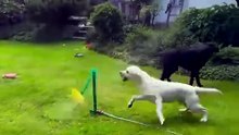 Sunflower Garden Sprinkler for Dogs – Fun Backyard Water Toy That Connects to Your Hose